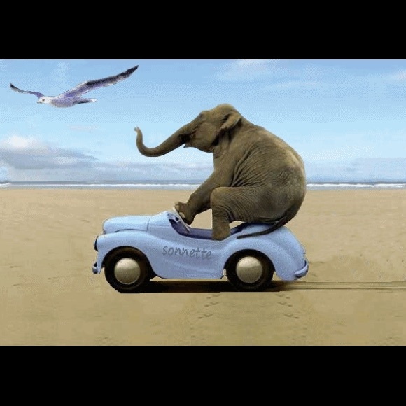 Meet your Posher, Sophronia - Picture 1 of 1